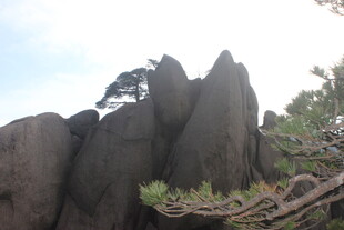 奇峰峻石间的苍松挺立
