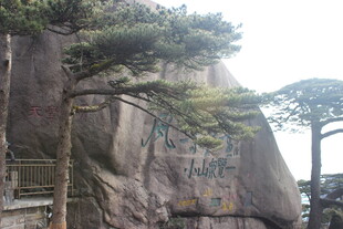 黄山峭壁旁的苍松