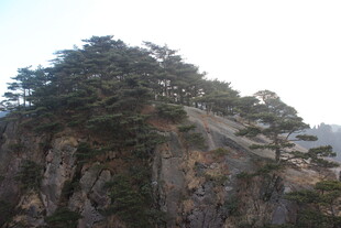 峻峭山峰上的葱郁松树