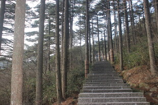 山林中的石阶步道