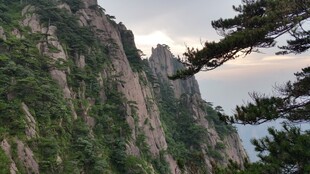 巍峨黄山奇峰与苍松