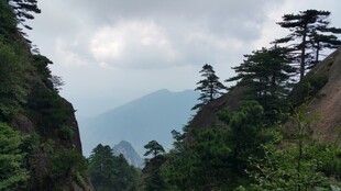 山间松林 云雾缭绕美景