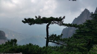 黄山劲松屹立于山峦间