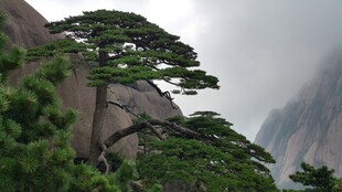 黄山奇峰上的苍劲松树