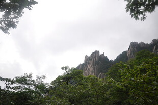 云雾缭绕的山林景致