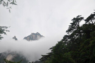 云雾缭绕中的山林景致