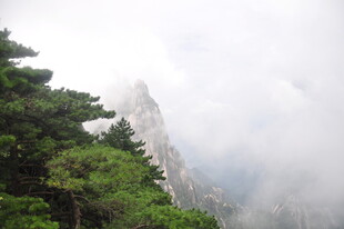 云雾缭绕的山林景致