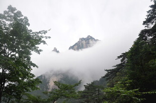 云雾缭绕的山林美景