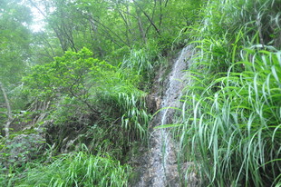 山间瀑布旁的茂密绿植