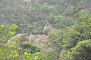 山林间的岩石与繁茂植被