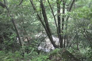 山林间的潺潺溪流