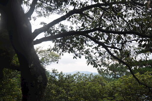 透过树枝望天空