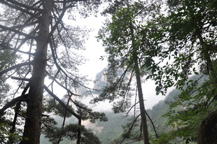 山林间挺拔的树木景观