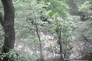 山林间的绿意景致