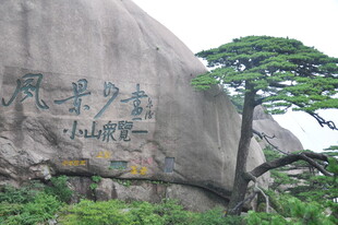 黄山巨石松树风景图