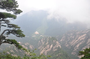 黄山云雾中的挺拔松树