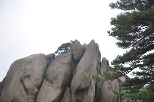 奇峰耸立间孤松傲立