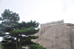 山巅松树与观景台