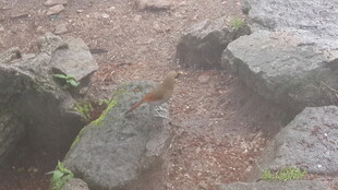 户外散落的天然石块