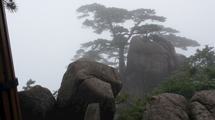 雾中黄山奇松与怪石