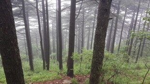 雾中静谧森林景象