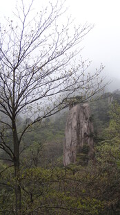 雾中孤树伴嶙峋山石