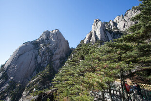巍峨山峰间的翠绿松树