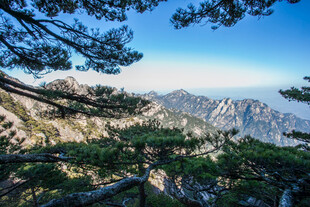 黄山绝美山景与苍松