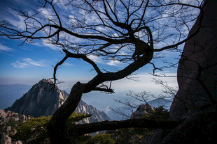 山间虬枝 蓝天远山相伴
