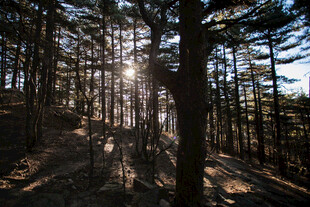 林间阳光洒落的静谧美景