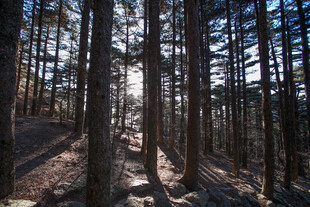阳光洒落的静谧松树林