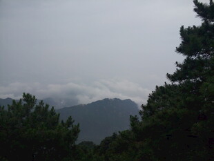 云雾缭绕的山林景色