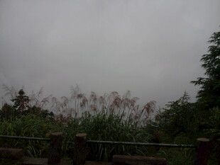 阴天中的草木与围栏