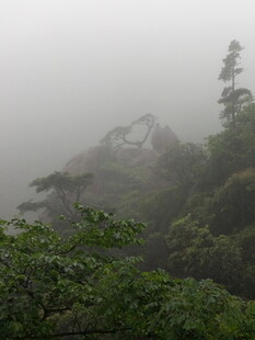 雾中葱郁山林景观