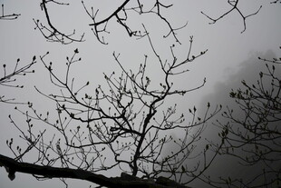 冬日枯树枝干景象