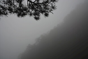 雾中山林树梢景致