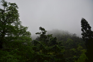 云雾缭绕的山林美景