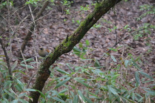 长满青苔的林间树枝