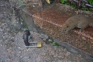 路边的果子狸与工具