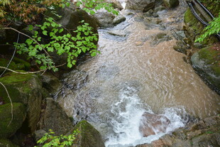山间溪流潺潺与绿植相伴