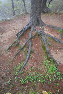 大树盘根错节的壮观根系