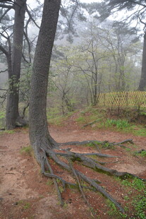 雾中森林树根景观