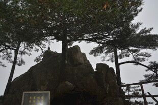 山间奇岩与松树景观