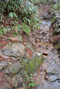 山间湿润小径 布满落叶