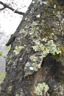 树皮上的斑驳苔藓景观