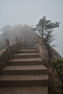 雾中石阶旁的孤松