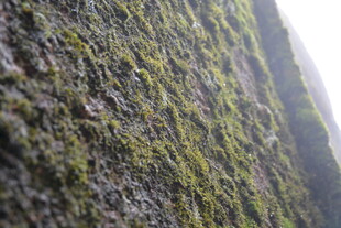 岩石上的翠绿苔藓