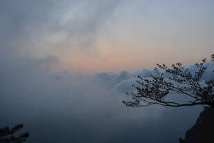 云雾中挺立的孤松