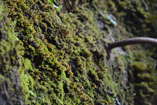 长满青苔的石壁一角