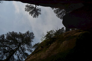 仰视山间树木与岩石